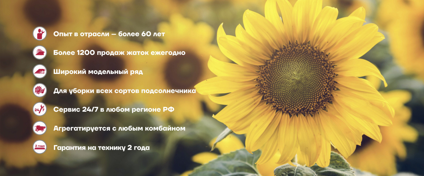 Поле подсолнечника Поле подсолнечника